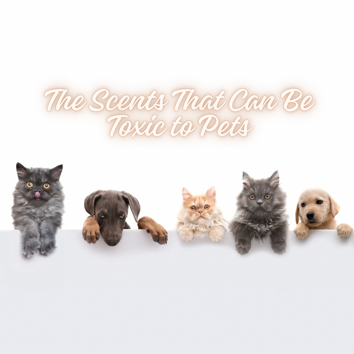 The Scents That Can Be Toxic to Pets: A Guide for Soy Candle Lovers