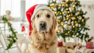 How to Keep Your Home Fresh and Festive: Say Goodbye to Dog Odors This Holiday Season