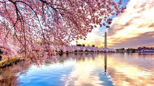 Blooming cherry blossom trees in full display on a Dallas patio, showcasing delicate pink and white petals that evoke the legacy of Washington, D.C.’s historic gift and eco-friendly, sustainable luxury.